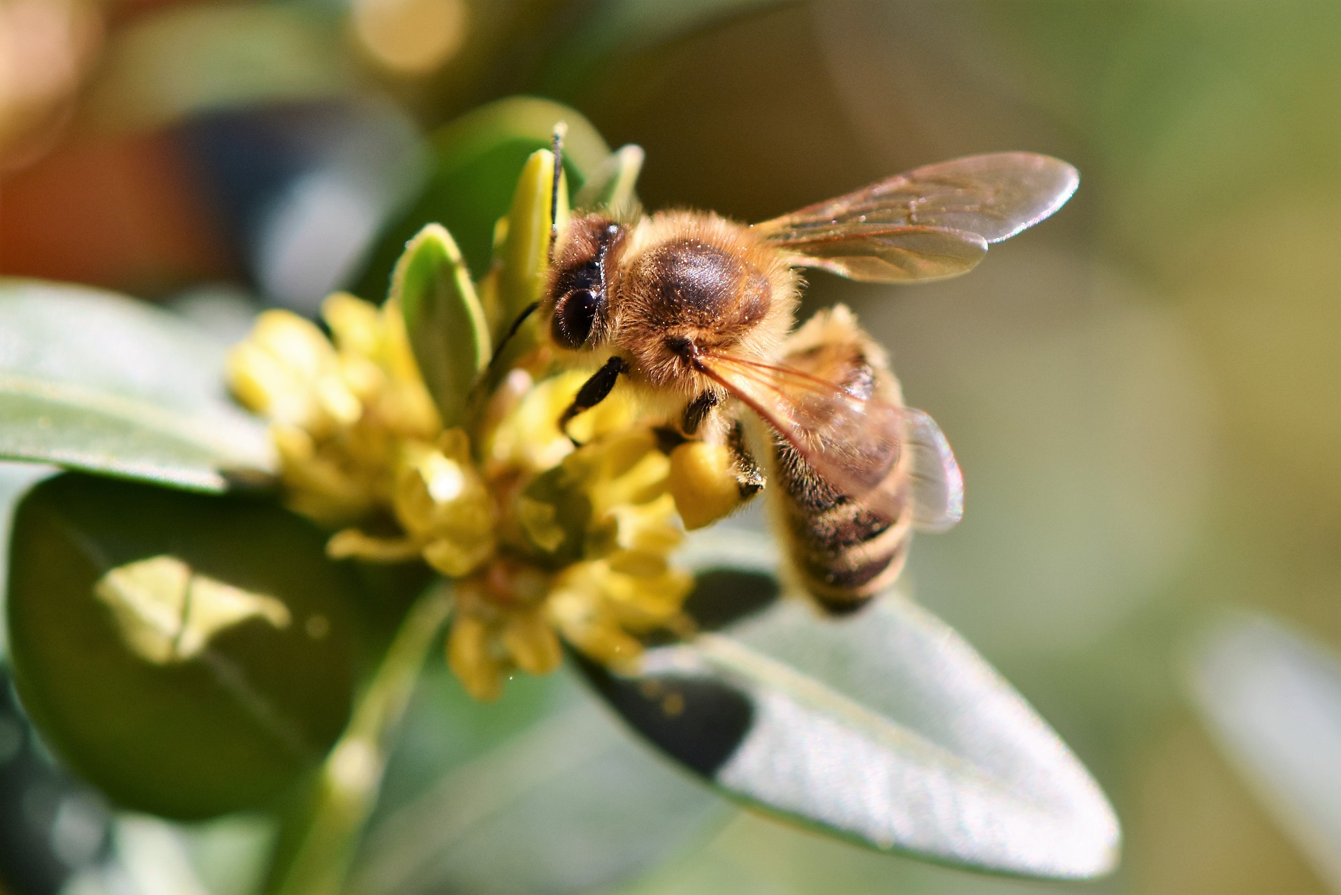 abeja-sostenibilidad-medioambiental